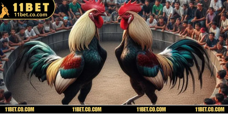 Bỏ túi toàn bộ mẹo hay khi cá độ đá gà để kiếm triệu đô mỗi ngày