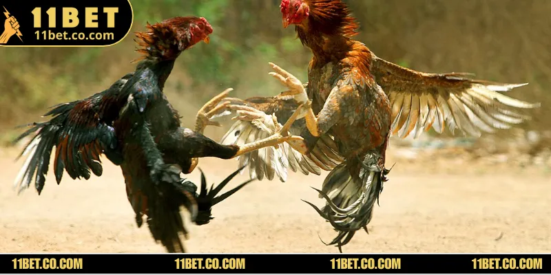 Đá gà 11BET hình thức truyền thống vẫn giữ nguyên độ hấp dẫn vốn có